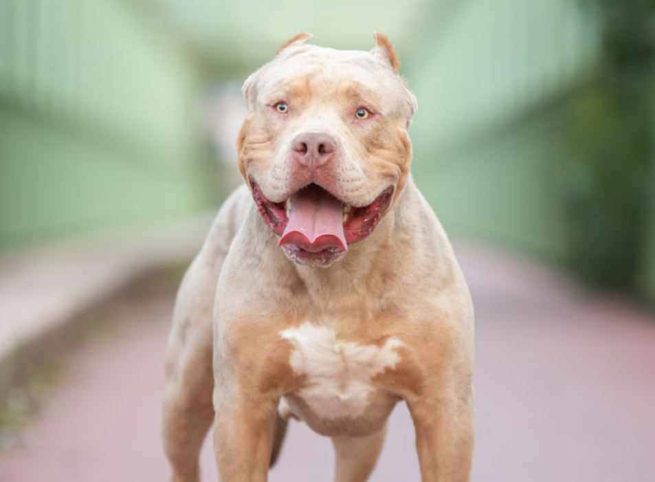 Rentnerin von Kampfhund zerfleischt - Ihr Enkel musste alles mit ansehen!