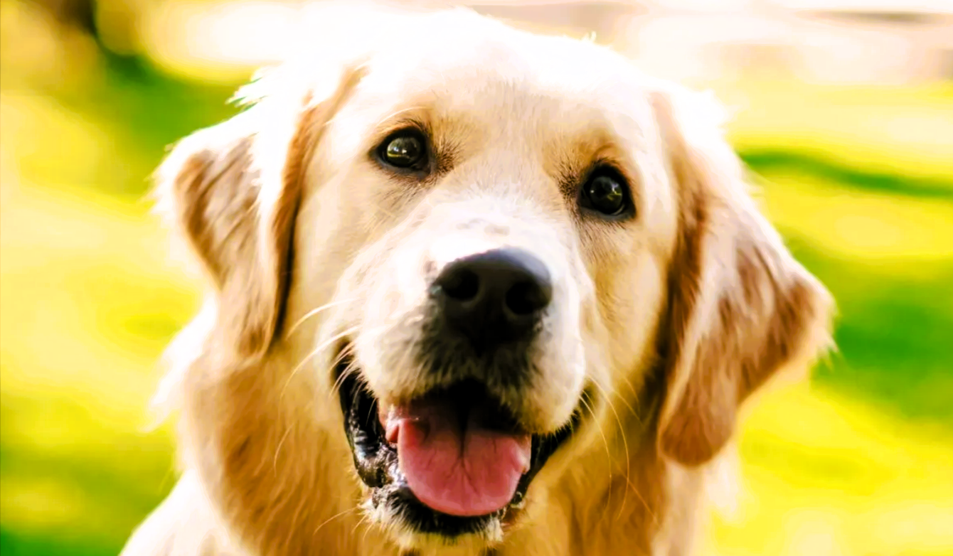 Was dieser Golden Retriever jeden Tag tut, rührt sein Herrchen zu Tränen!