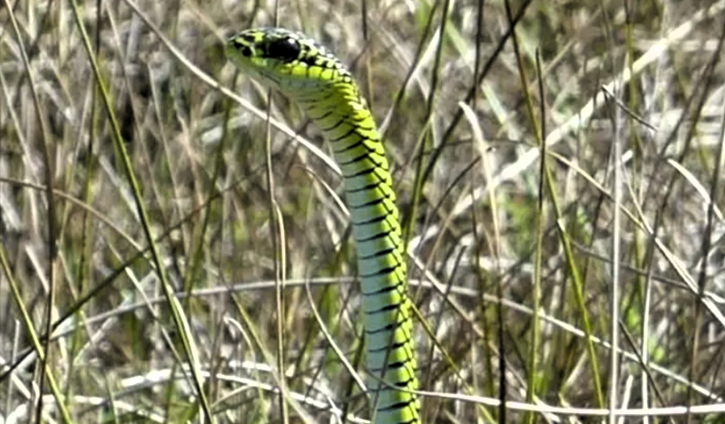 Schlangenattacke an der Nordsee - Giftiges Reptil tötet einen Hund